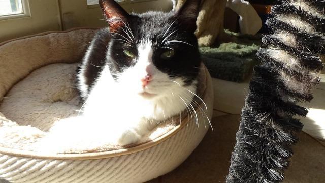 Enlarge Tibby, a Adopted mixed breed in Cambria, CA image 2/5