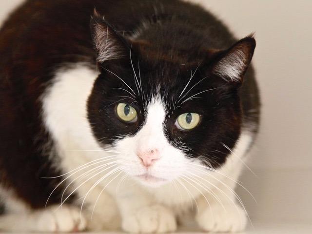Enlarge Tibby, a Adopted mixed breed in Cambria, CA image 3/5