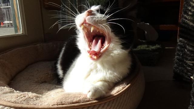 Enlarge Tibby, a Adopted mixed breed in Cambria, CA image 4/5