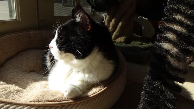 Enlarge Tibby, a Adopted mixed breed in Cambria, CA image 5/5