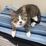 Enlarge Cashmere, a Adoptable American Shorthair in Binghamton, NY image 1/1