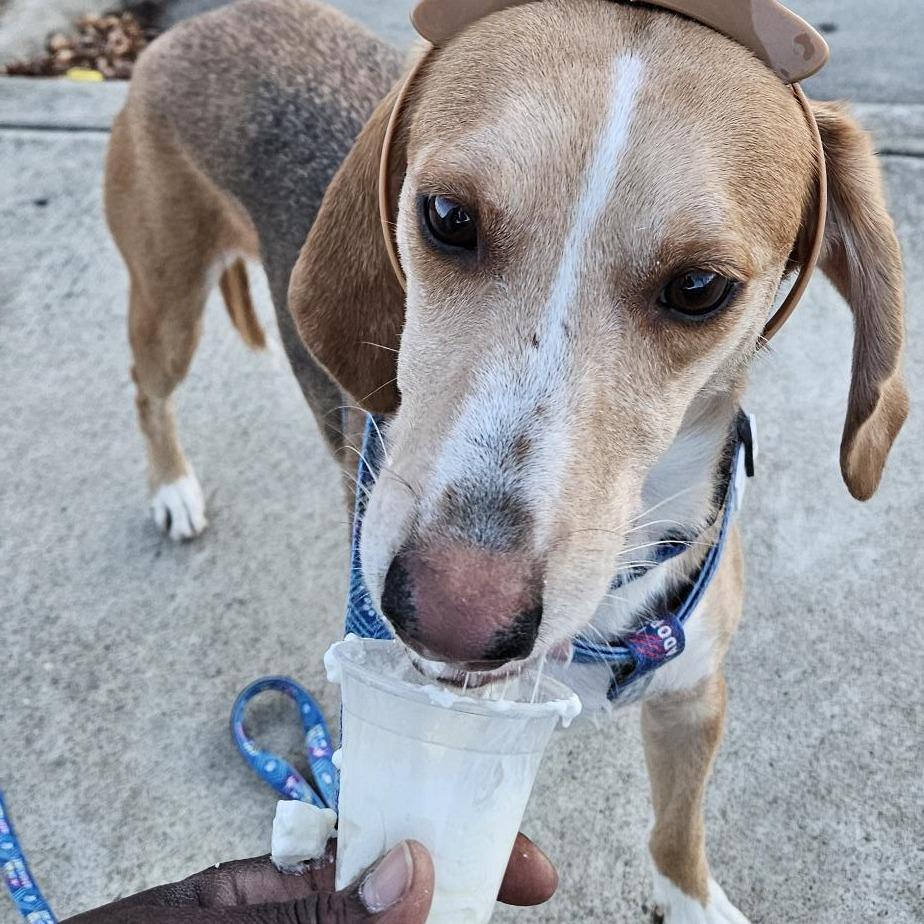 Spike, Adoptable, Adult Male Mixed Breed.