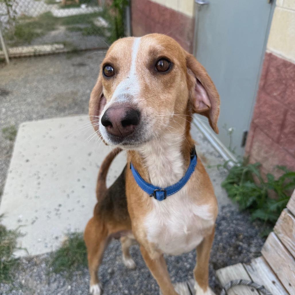 Enlarge Spike, a Adoptable Mixed Breed in Marshall, VA image 3/5
