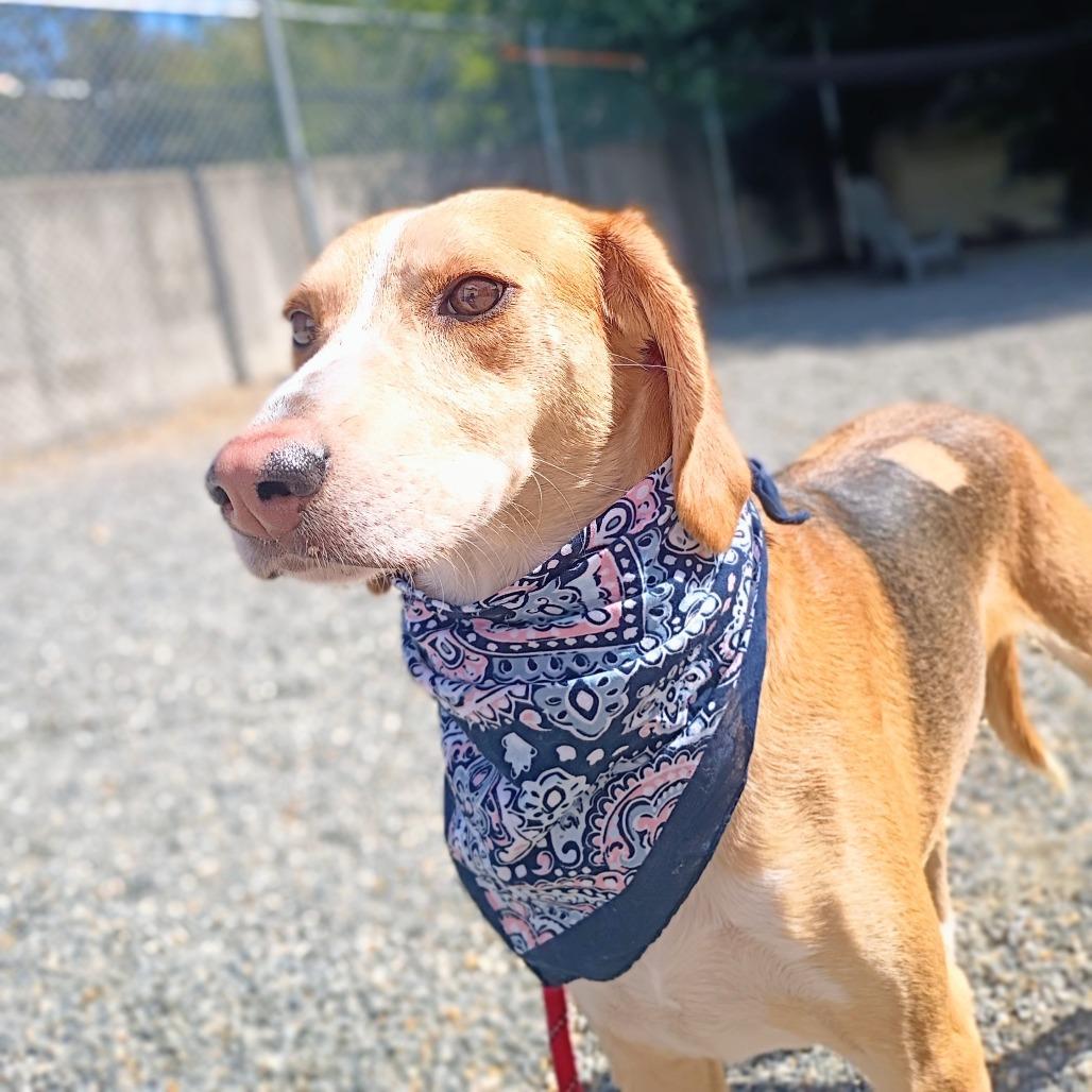 Enlarge Spike, a Adoptable Mixed Breed in Marshall, VA image 4/5