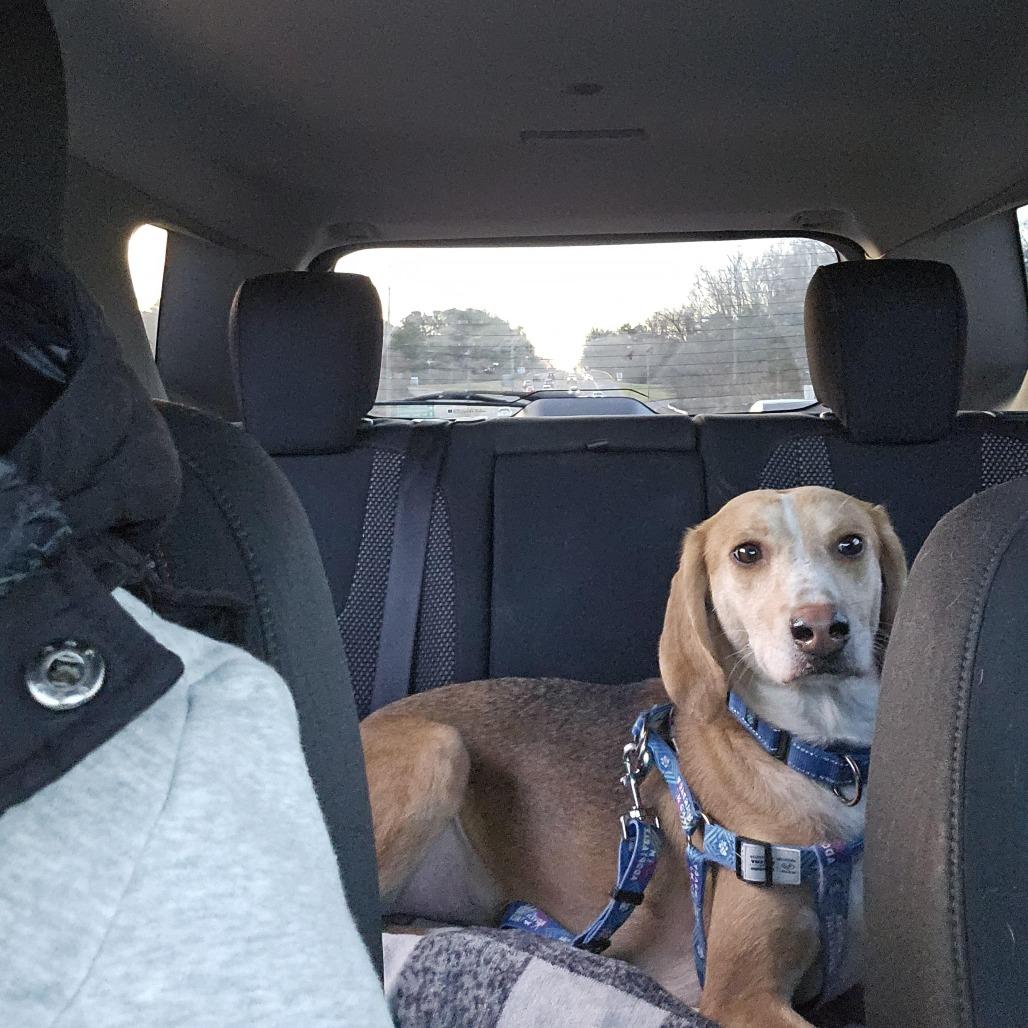 Enlarge Spike, a Adoptable Mixed Breed in Marshall, VA image 5/5