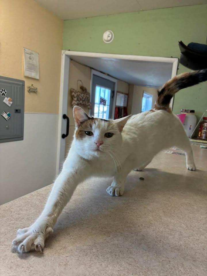 Enlarge Nacho, a ADOPTABLE Domestic Short Hair in Mason City, IL image 1/6