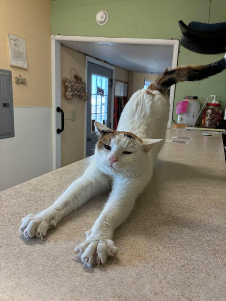 Enlarge Nacho, a ADOPTABLE Domestic Short Hair in Mason City, IL image 3/6