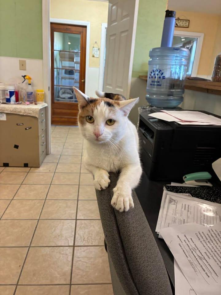 Enlarge Nacho, a ADOPTABLE Domestic Short Hair in Mason City, IL image 6/6