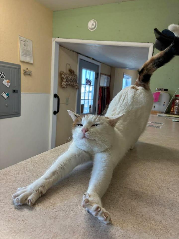 Enlarge Nacho, a ADOPTABLE Domestic Short Hair in Mason City, IL image 4/6