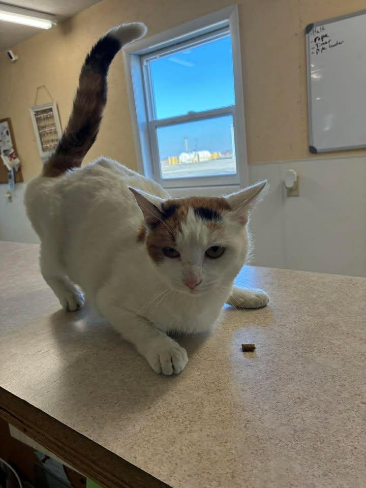 Enlarge Nacho, a ADOPTABLE Domestic Short Hair in Mason City, IL image 2/6