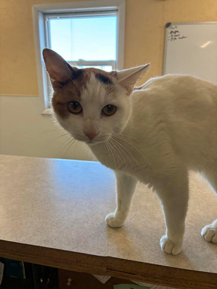 Enlarge Nacho, a ADOPTABLE Domestic Short Hair in Mason City, IL image 5/6