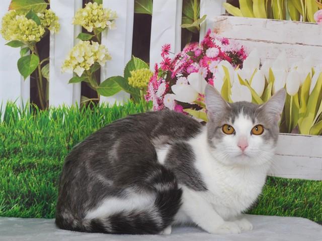 MARLA, Adoptable, Young Female Domestic Short Hair & Domestic Short Hair.