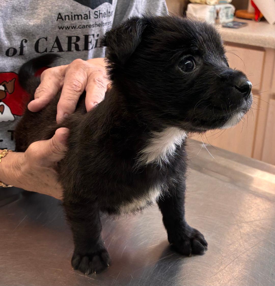 Enlarge Buster, a ADOPTABLE mixed breed in Ruskin, FL image 2/2