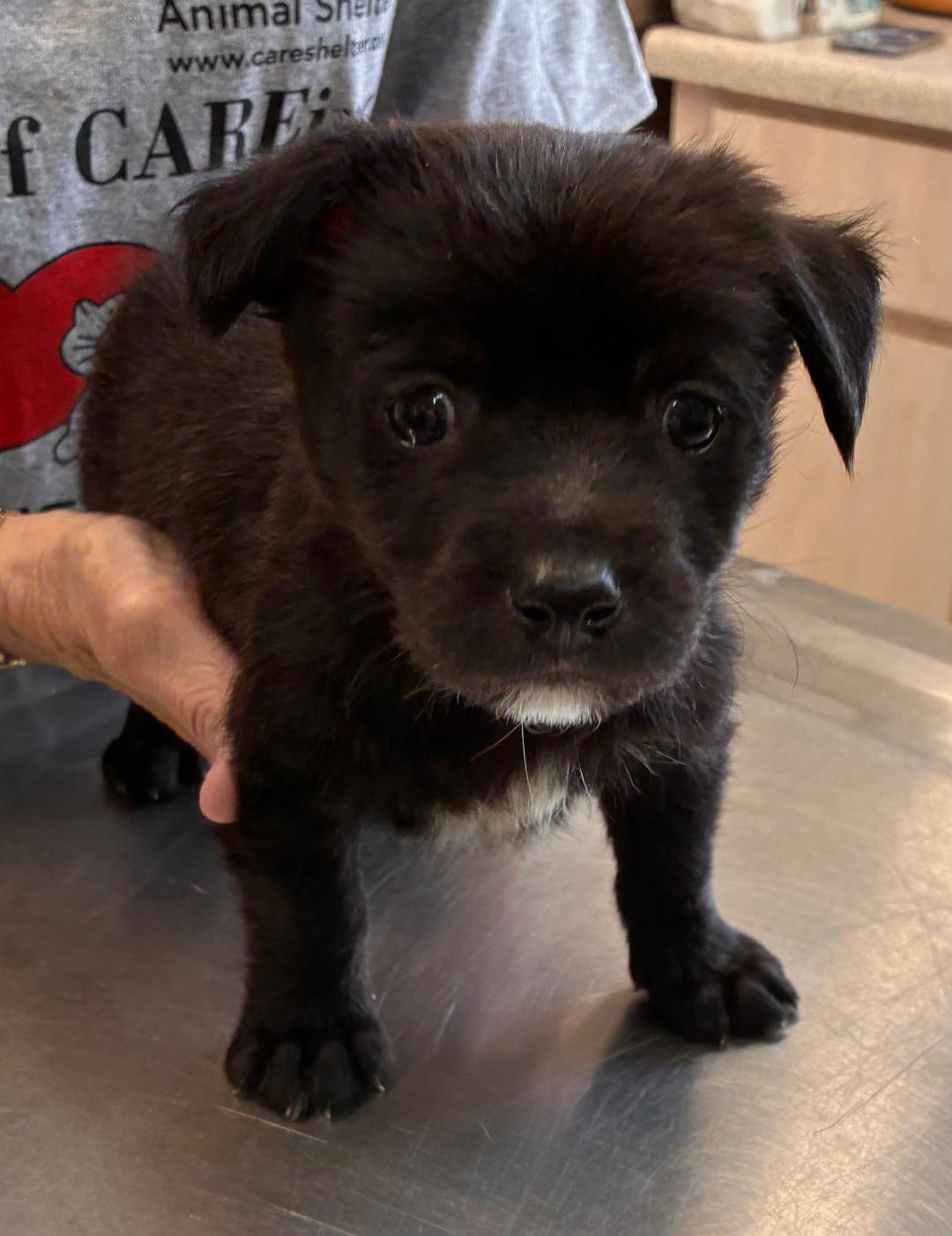 Enlarge Buster, a ADOPTABLE mixed breed in Ruskin, FL image 1/2