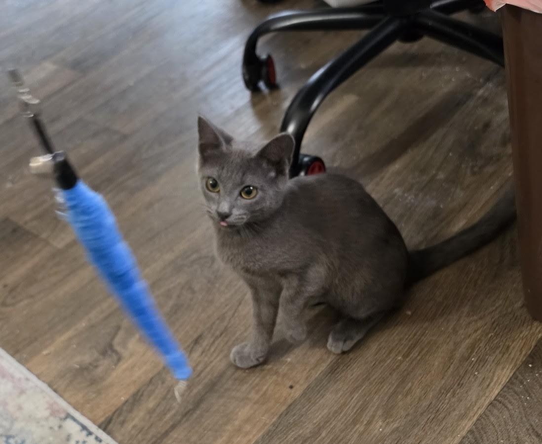 Enlarge Rika, a Adoptable Domestic Short Hair in Portland, OR image 2/6