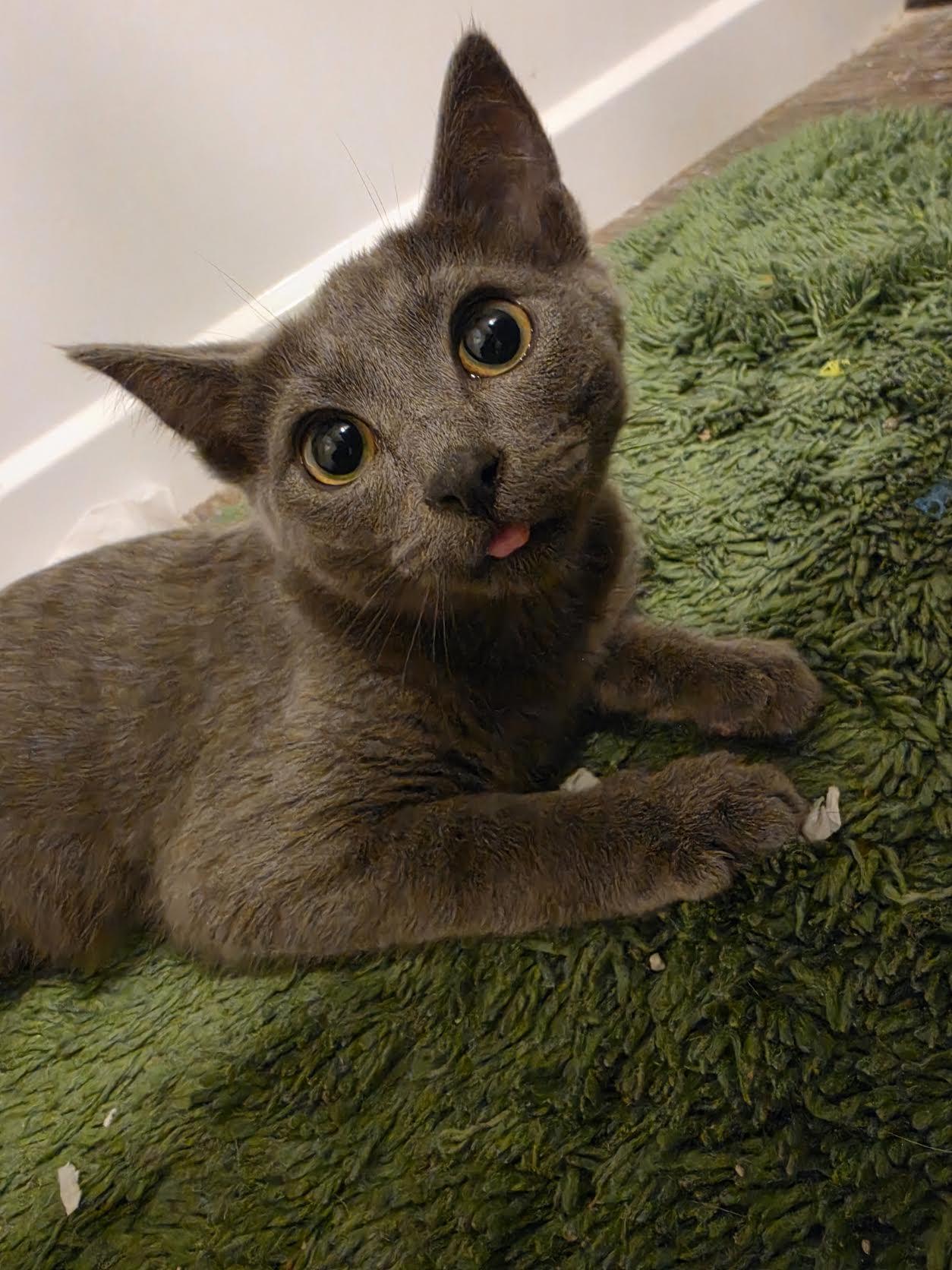 Rika, Adoptable, Kitten Female Domestic Short Hair.