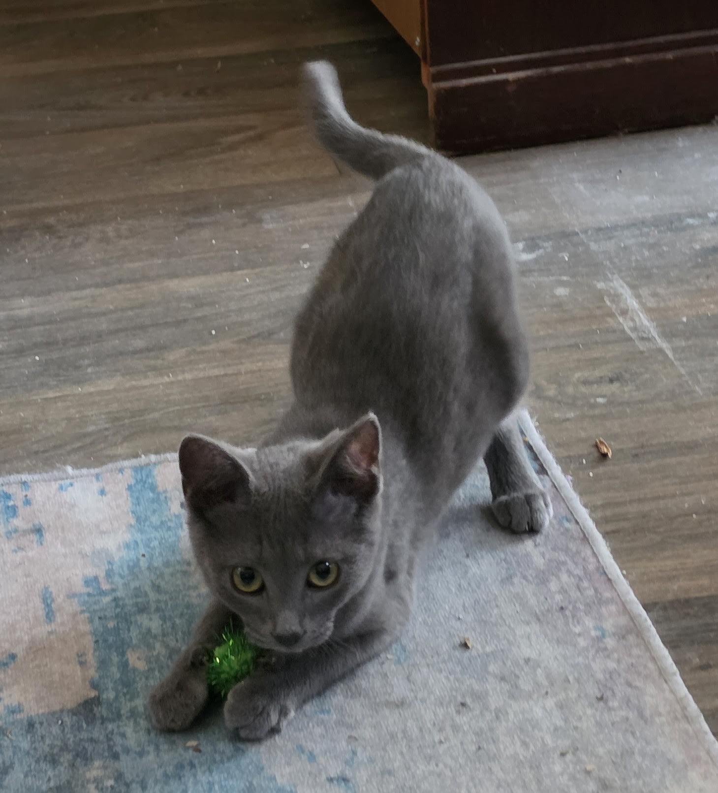 Enlarge Rika, a Adoptable Domestic Short Hair in Portland, OR image 3/6