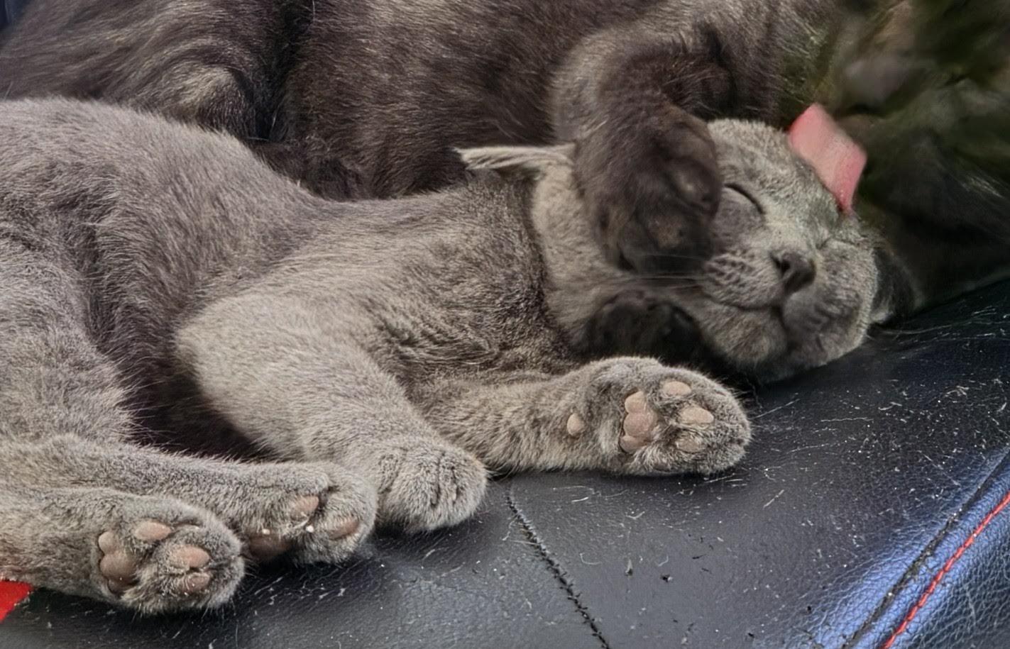 Enlarge Rika, a Adoptable Domestic Short Hair in Portland, OR image 6/6