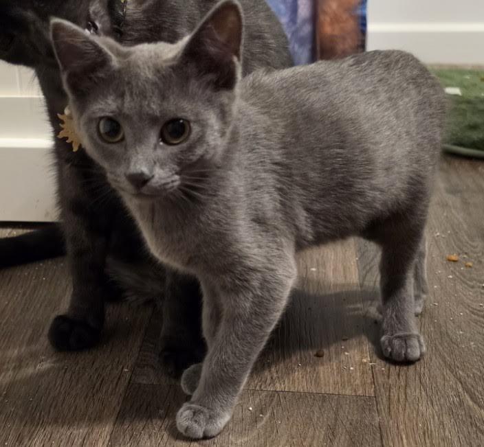 Enlarge Rika, a Adoptable Domestic Short Hair in Portland, OR image 4/6