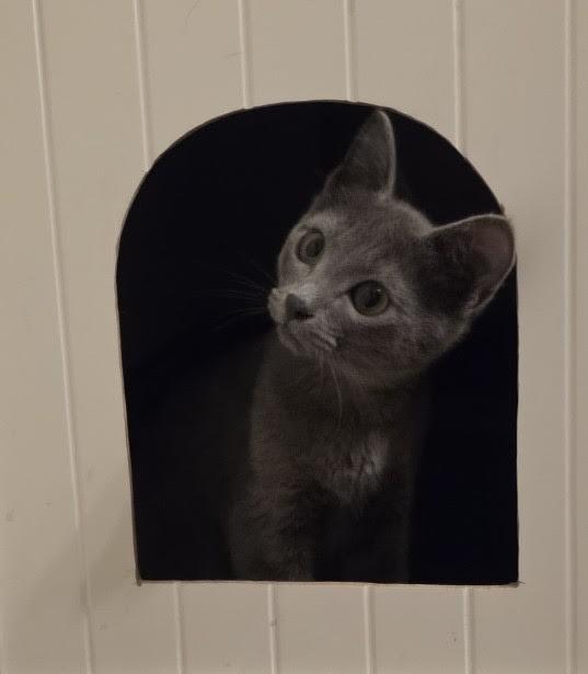Enlarge Rika, a Adoptable Domestic Short Hair in Portland, OR image 5/6