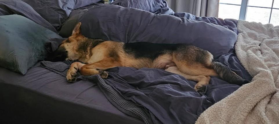 Enlarge Barco, a ADOPTABLE German Shepherd Dog in Dallas, TX image 1/6