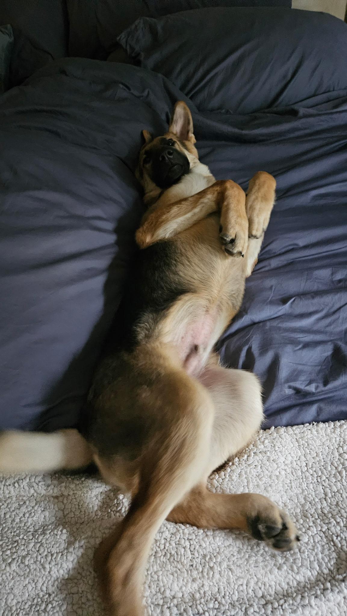 Enlarge Barco, a ADOPTABLE German Shepherd Dog in Dallas, TX image 2/6