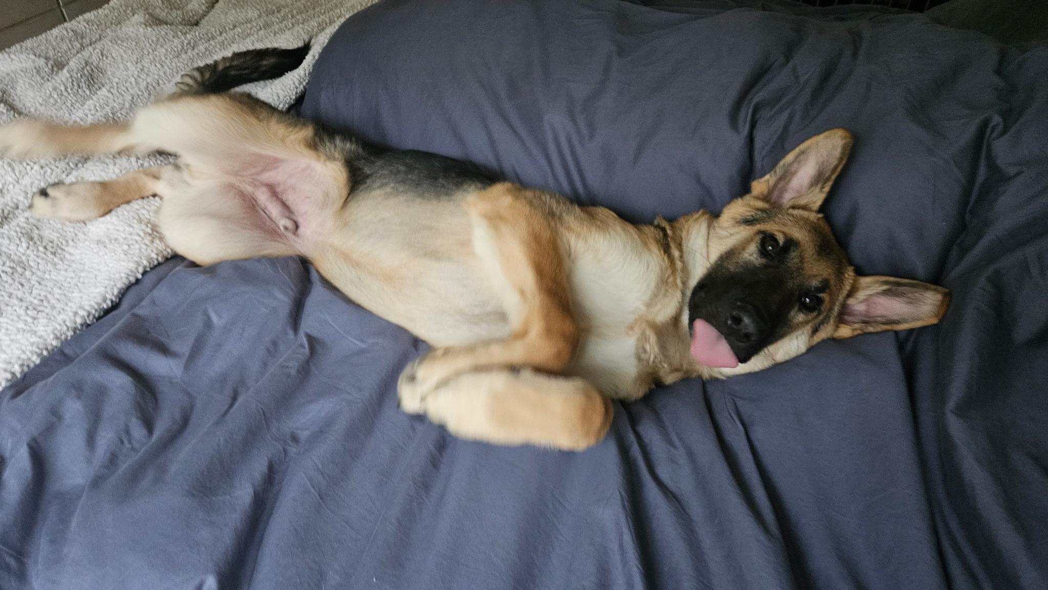 Enlarge Barco, a ADOPTABLE German Shepherd Dog in Dallas, TX image 5/6