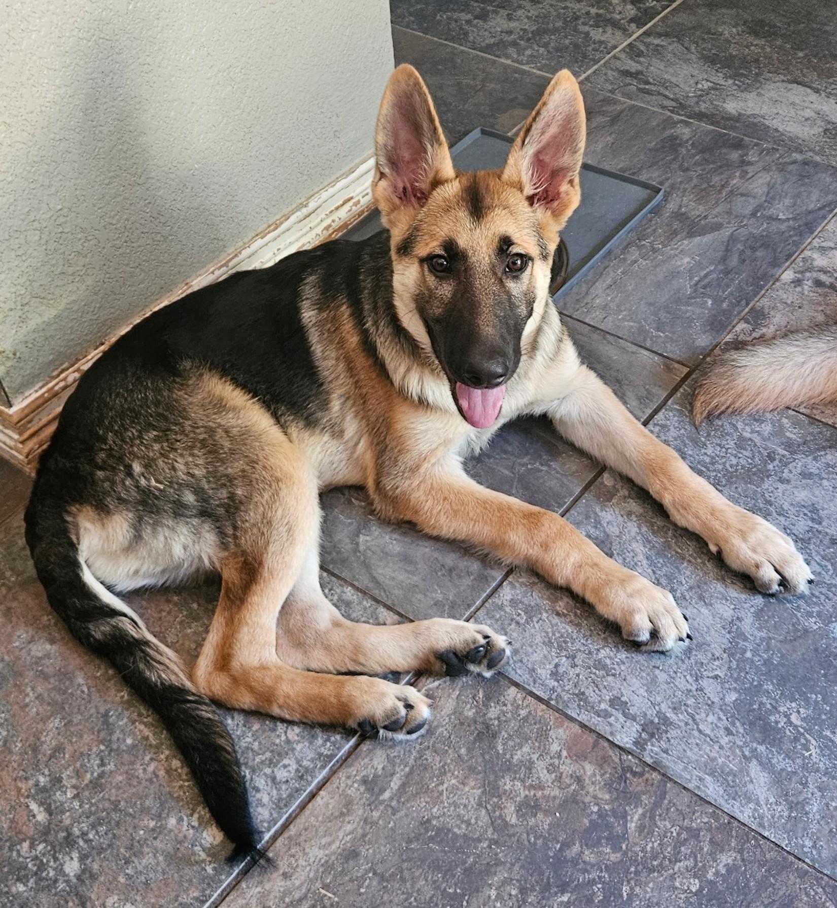 Enlarge Barco, a ADOPTABLE German Shepherd Dog in Dallas, TX image 6/6