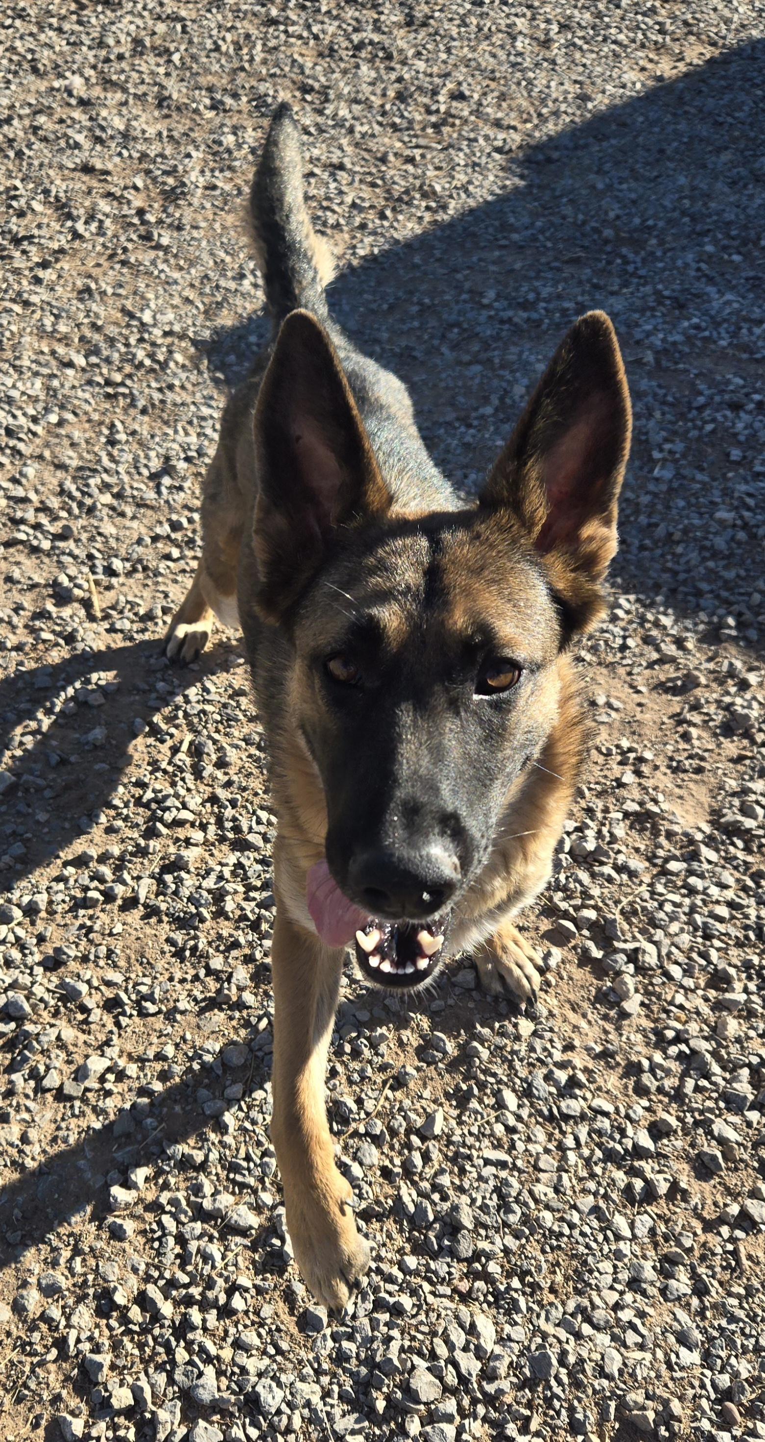 **GOOSE *Please read bio below, a Adoptable mixed breed in Peralta, NM image 2/5