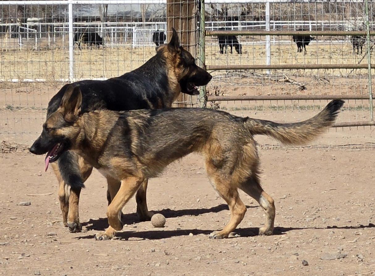 **GOOSE *Please read bio below, a Adoptable mixed breed in Peralta, NM image 3/5