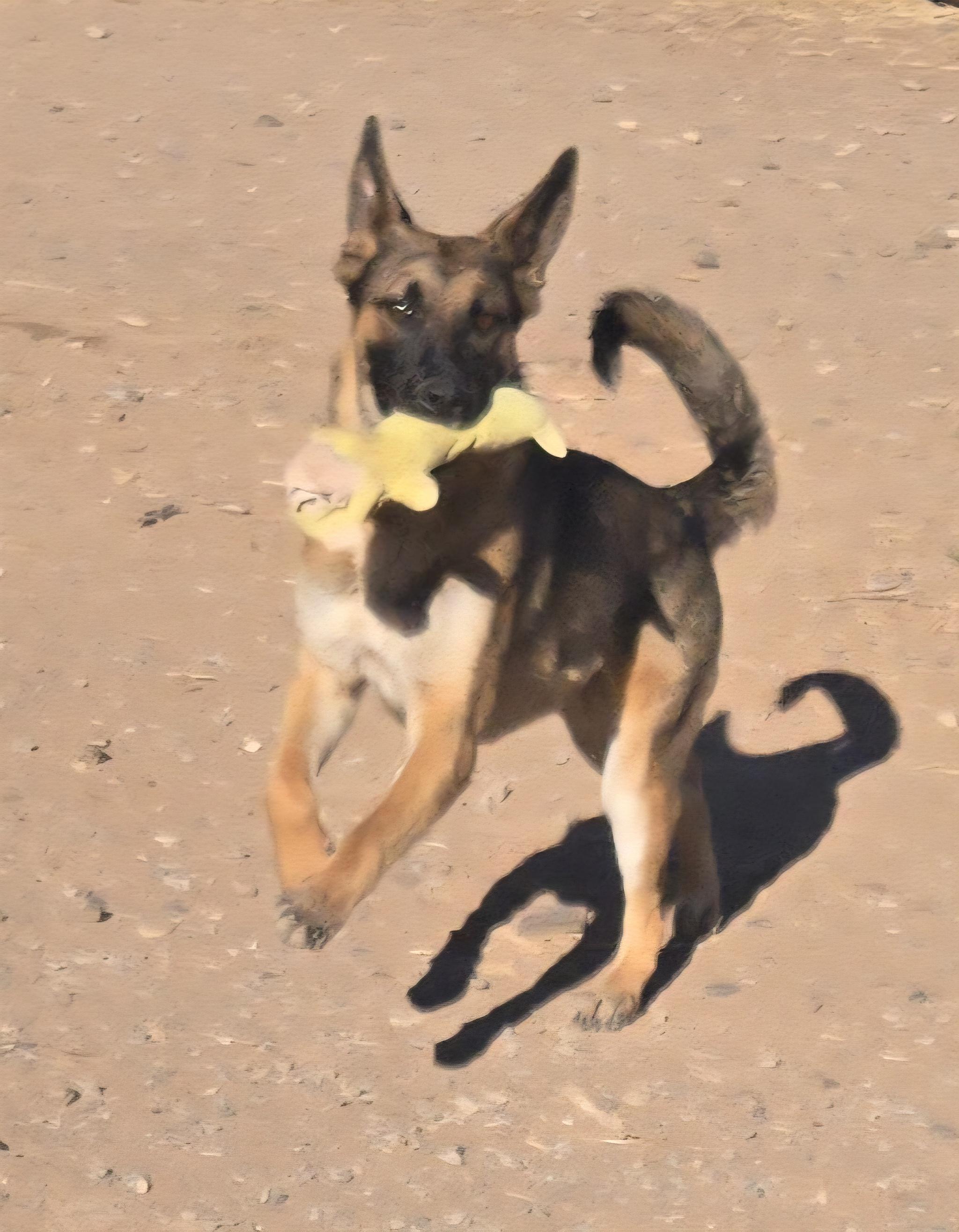 **GOOSE *Please read bio below, a Adoptable mixed breed in Peralta, NM image 4/5