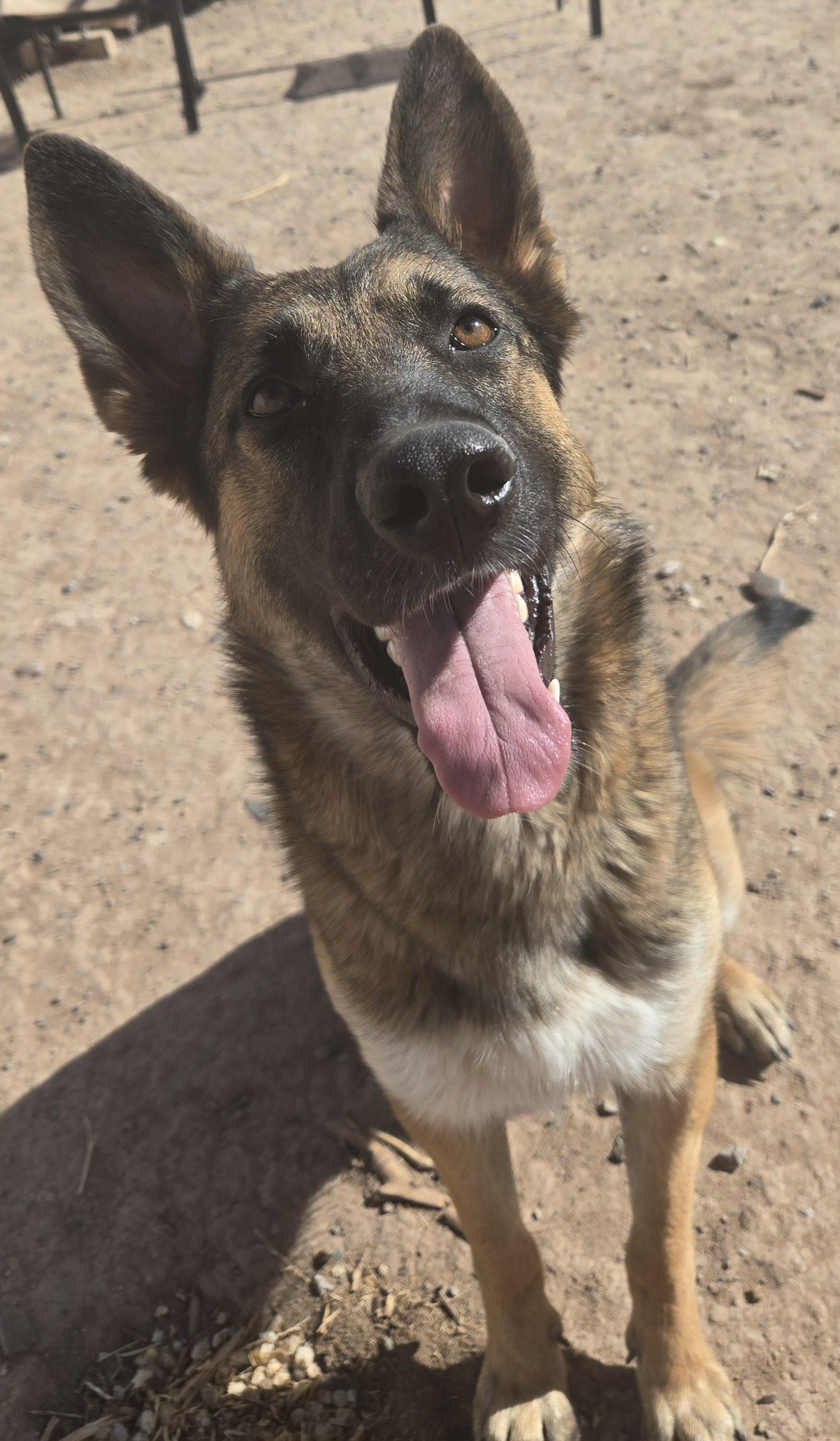 **GOOSE *Please read bio below, a Adoptable mixed breed in Peralta, NM image 1/5