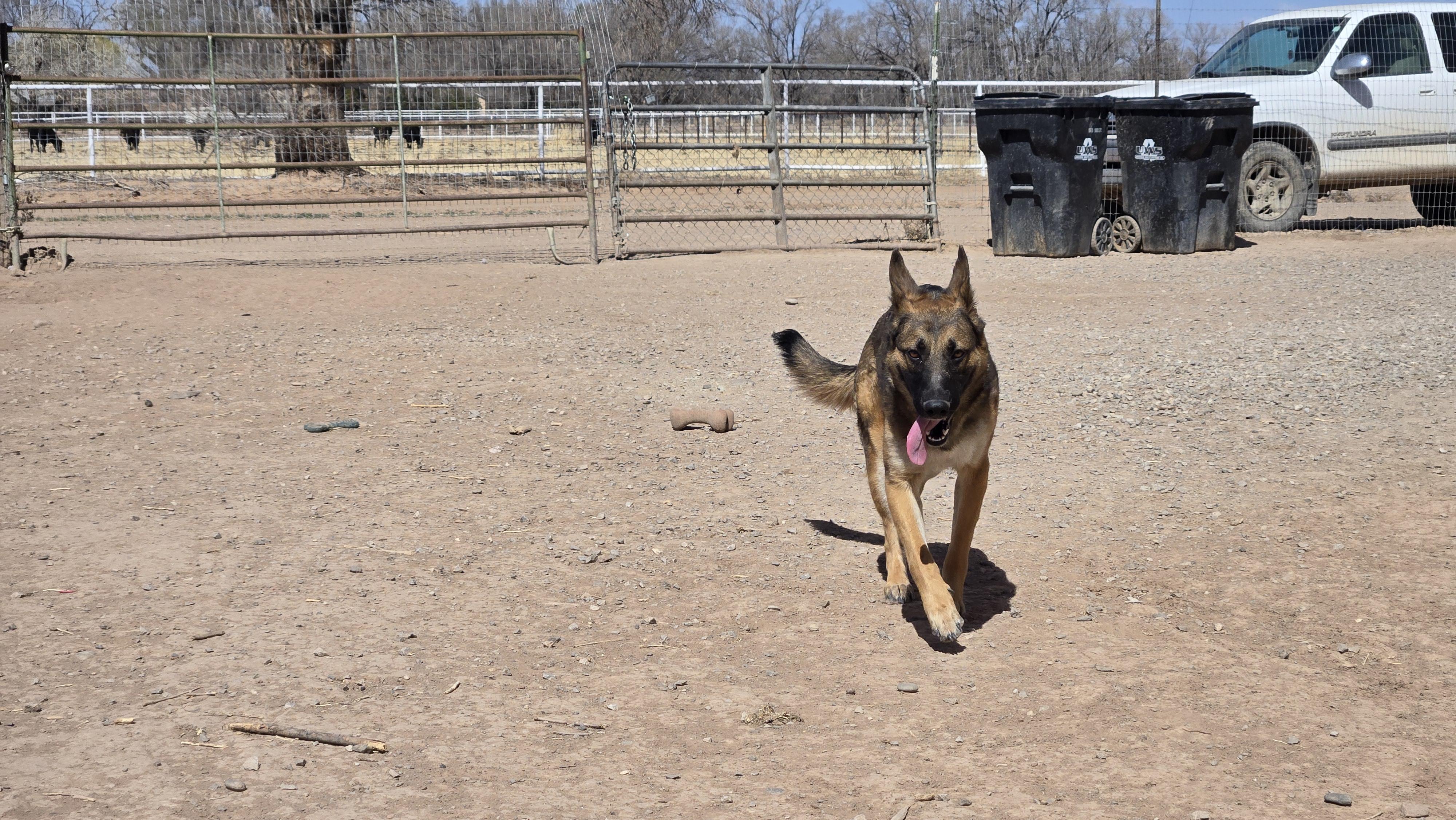 **GOOSE *Please read bio below, a Adoptable mixed breed in Peralta, NM image 5/5
