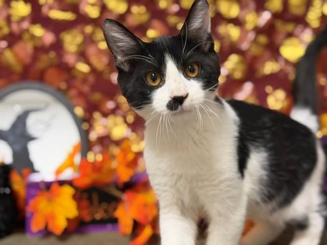 Enlarge CHARLIE, a Adoptable Domestic Short Hair in Fairfield, CA image 1/1