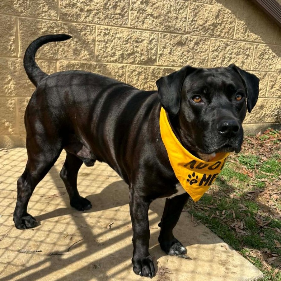 Theodore, ADOPTABLE, Adult Male Black Labrador Retriever.