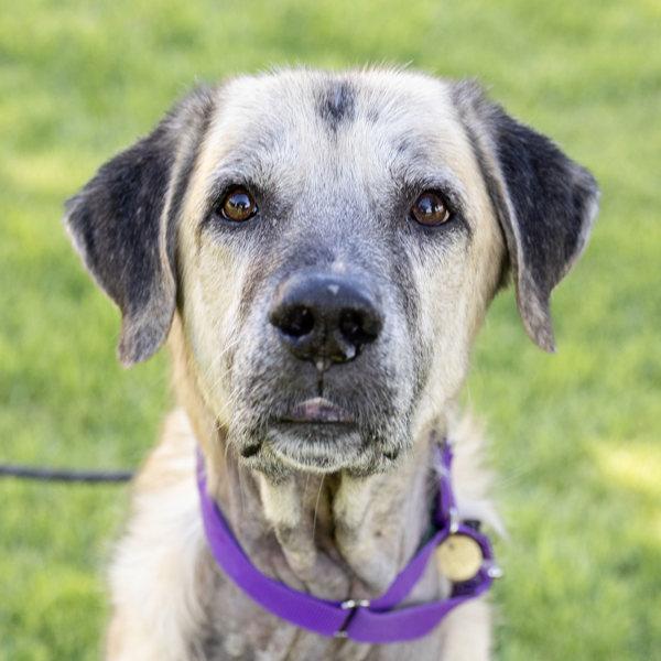 Dogbert, a Adoptable mixed breed in Oakland, CA image 2/6