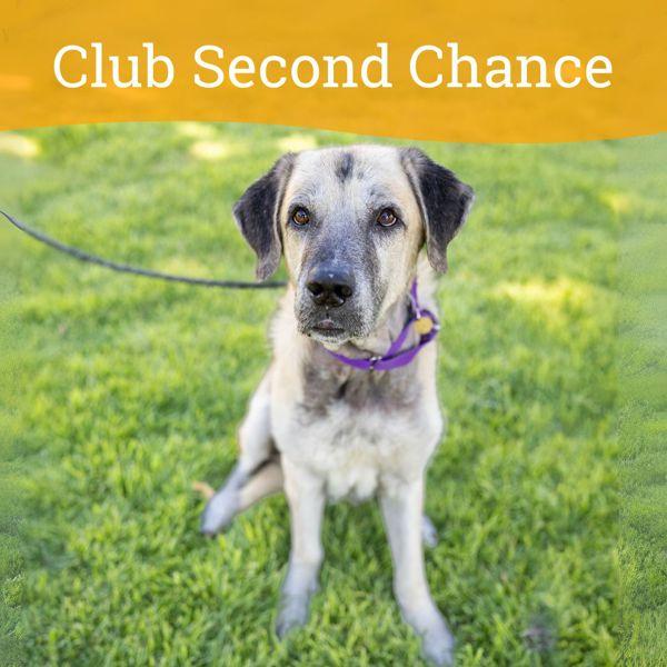 Dogbert, a Adoptable mixed breed in Oakland, CA image 3/6