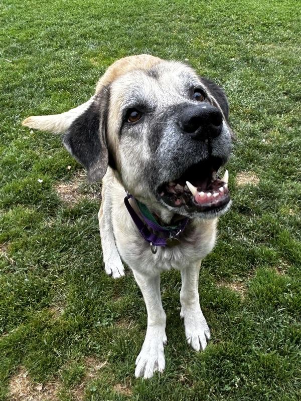 Dogbert, a Adoptable mixed breed in Oakland, CA image 5/6