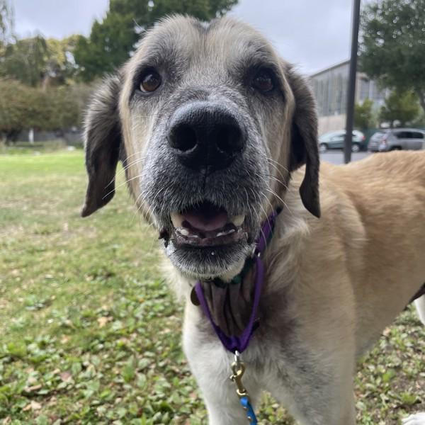 Dogbert, a Adoptable mixed breed in Oakland, CA image 6/6
