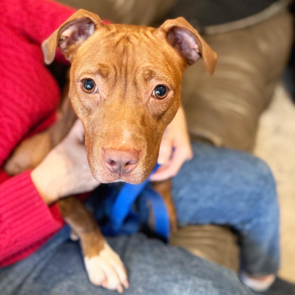 Frannie, Adoptable, Adult Female Mixed Breed & Mixed Breed.