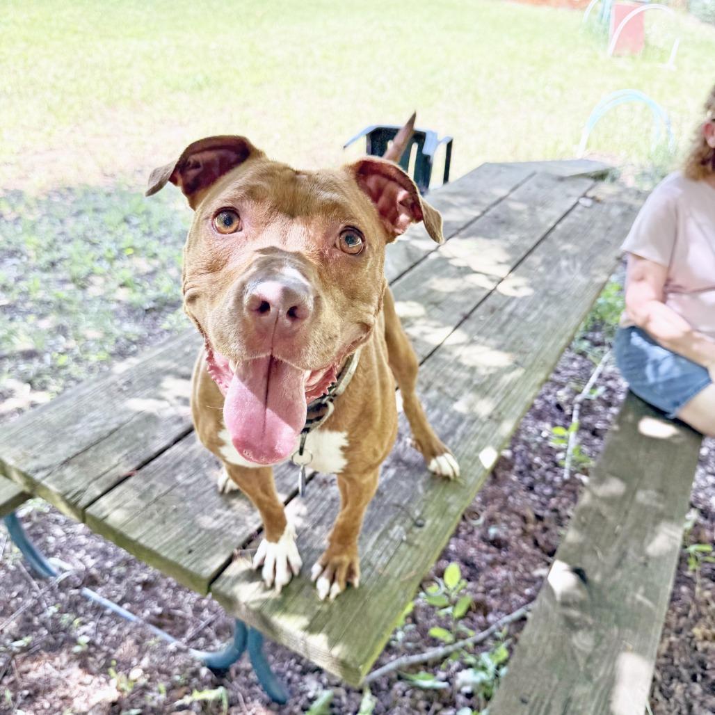 Frannie, a Adoptable mixed breed in Oshkosh, WI image 2/5