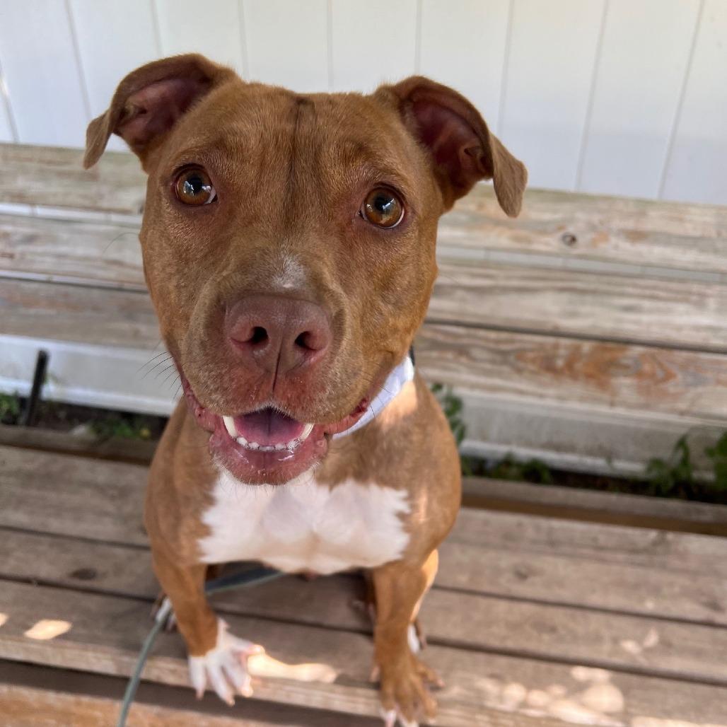 Frannie, a Adoptable mixed breed in Oshkosh, WI image 3/5
