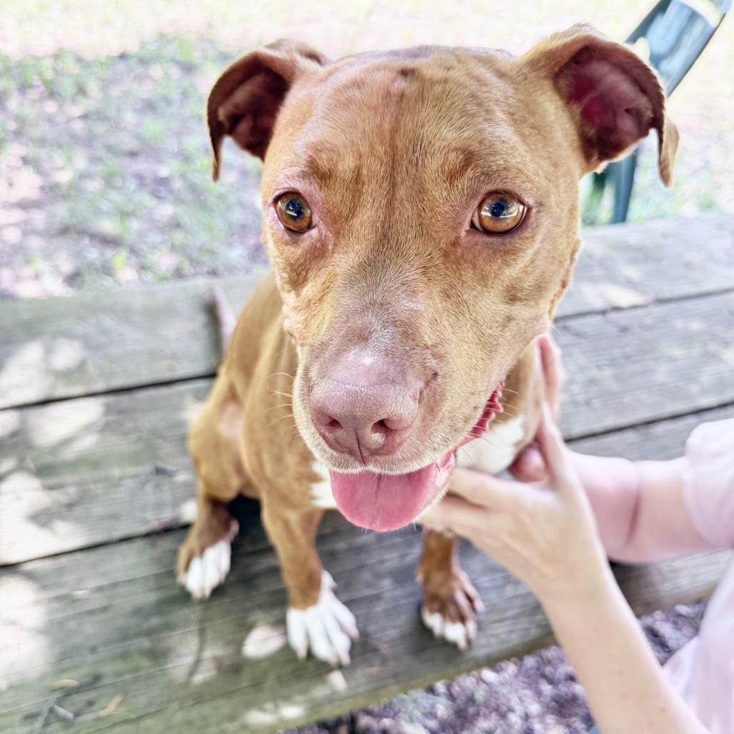 Frannie, a Adoptable mixed breed in Oshkosh, WI image 4/5