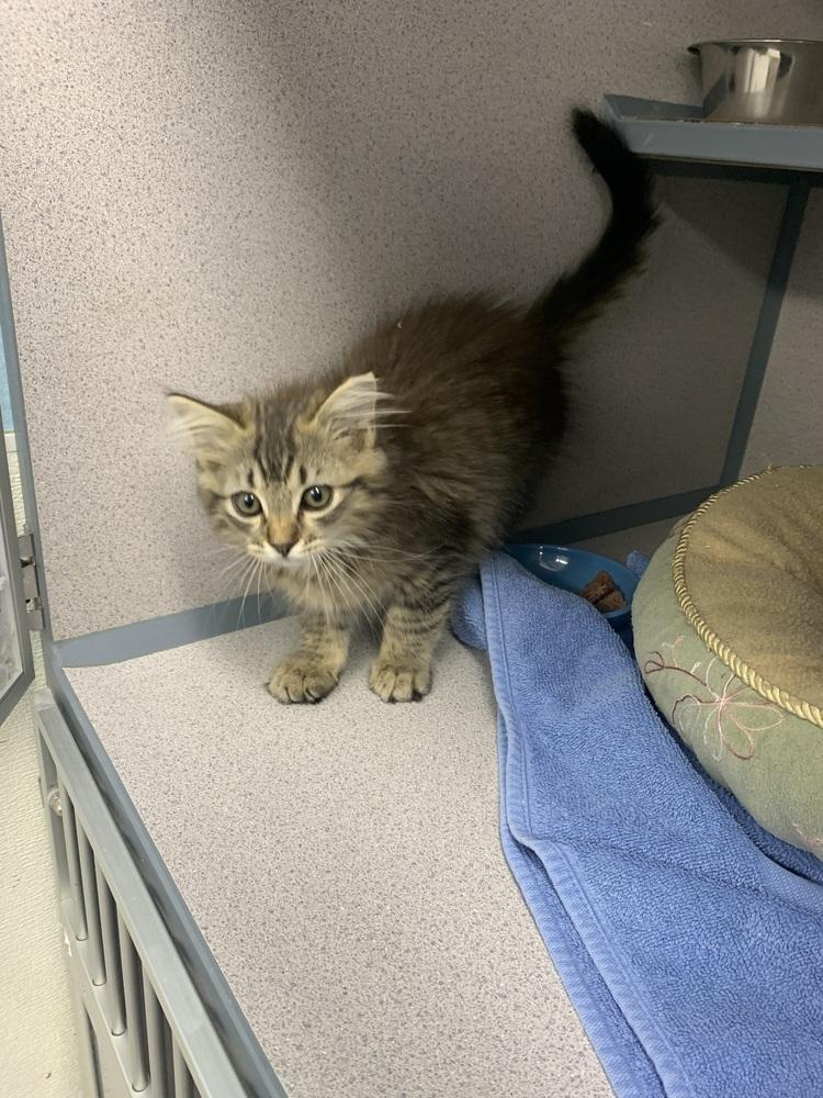 Spring, Adopted, Kitten Male Domestic Medium Hair.