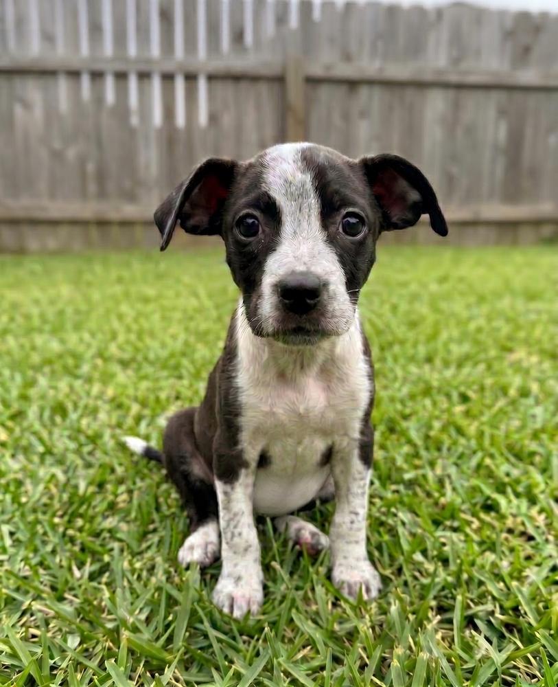 Enlarge Margo, a Adoptable mixed breed in Crown Point, IN image 3/4