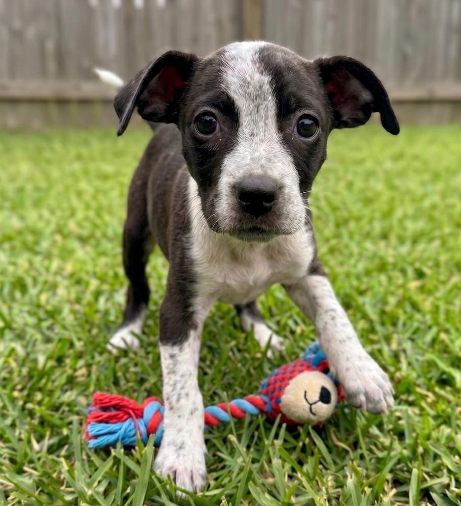 Enlarge Margo, a Adoptable mixed breed in Crown Point, IN image 4/4