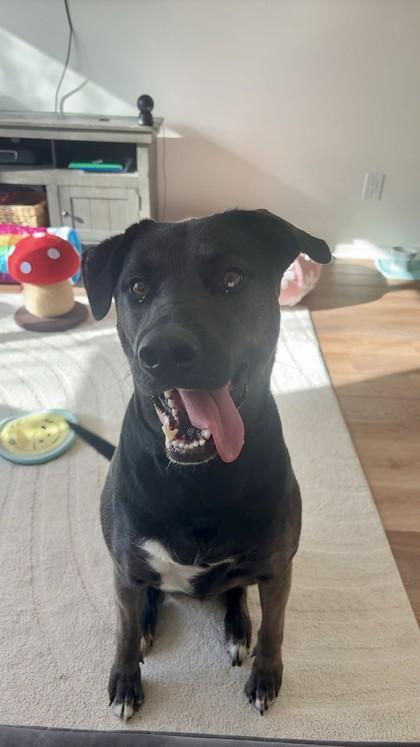 Terra, Adoptable, Adult Female Labrador Retriever & Mixed Breed.