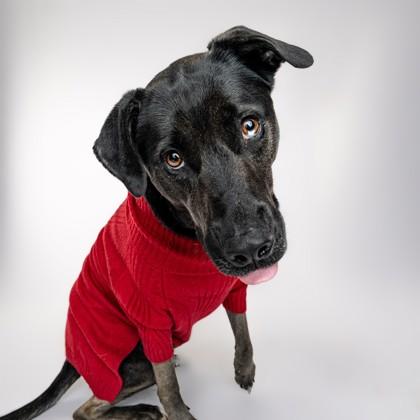 Terra, Adoptable, Adult Female Labrador Retriever & Mixed Breed.