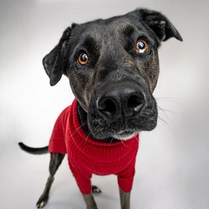 Enlarge Terra, a Adoptable mixed breed in Westland, MI image 3/4