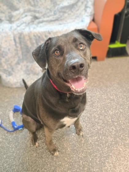 Enlarge Terra, a Adoptable mixed breed in Westland, MI image 4/4